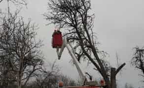 Надання послуг по деревах