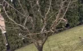 Професійна обрізка плодових дерев і кущів для здорового росту та рясного врожаю