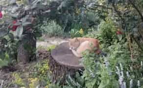 Перетримка тварин. Комфортний готель