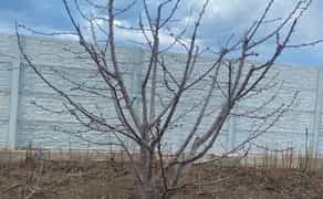 Обрезка плодовых деревьев , спил деревьев , выкорчёвка