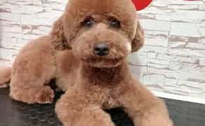 Професійний грумінг домашніх тварин