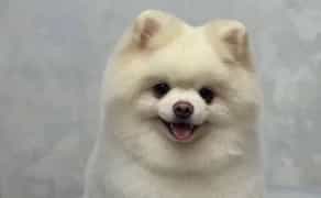 Грумінг і стрижка собак — якісно, акуратно та з любов’ю до вашого улюбленця