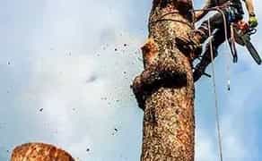 Зрізання дерев без використаня автовишки. Також є дробилка.