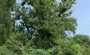 Вирізка-Зачистка Ділянок: Комплексна Підготовка Території до Будівництва. Професійно!