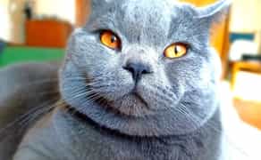 В'язка. Кіт британець.