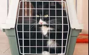 Переноски клітки бокси для собак і кішок
