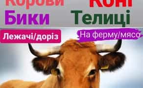 Срочно Приймаємо Велику Рогату Худобу. Купівля в Будь-якій Кількісті. Найвигідніші Умови!