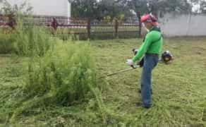 Послуги Покіс трави