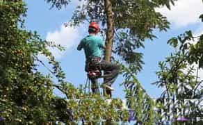 Валка та обрізка дерев (зрізання, спилювання, видалення, кронування)