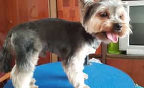 Професійна Стрижка та Грумінг Собак у Києві. Комплексний Догляд З Любов'ю До Вашого Улюбленця!