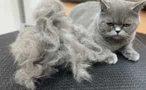 Грумінг котів, стрижка, вичісування