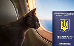 Термінові документи для тварин закордон