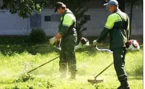 Косіння, Покіс трави, чистка ділянок, спилювання дерев.