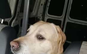 Зоотаксі / Транспортування / Перевезення / Доставка тварин (собак, кішок, кіз, поні, телят)