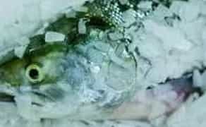 Риболовля - Заморозка, зберігання риби