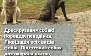 Дресирування собак!!!