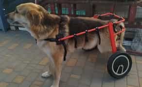 Изготовление инвалидных колясок для собак. Візок для собаки