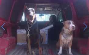 Послуги перевезення тварин Зоотаксі