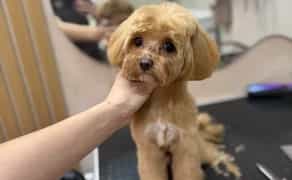 Стрижка собак / грумінг / стрижка котів / вичісування тварин