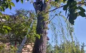 Спилювання дерев. Скід трави Спил дерев. Корчування пнів. Вивіз