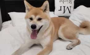 Готель для собак різних порід ,індивідуальний підхід та увага