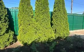 Стрижка дерев, прибирання ділянки.