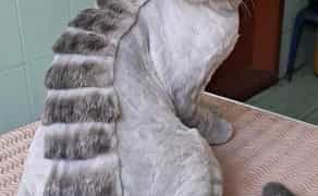 Стрижка и купание котов и кошечек