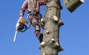 Професійне спилювання аварійних дерев. Якість гарантуємо!