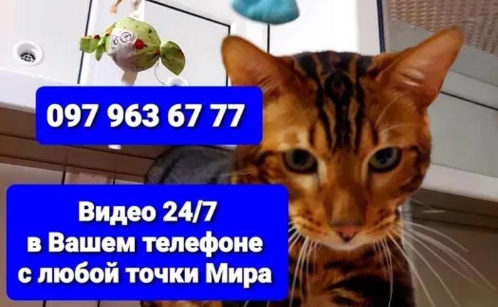 ПЕРЕДЕРЖКА з Відео від 70/грн, ЗОООТЕЛЬ для Котів, Гризунів, Птахів... ПЕРЕДЕРЖКА з Відео від 70/грн, ЗОООТЕЛЬ для Котів, Гризунів, Птахів...