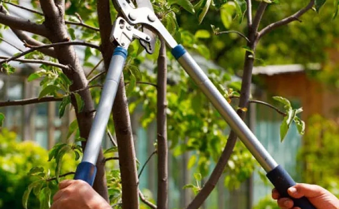 Сучкоріз для саду легкий у користуванні Сучкоріз для саду легкий у користуванні