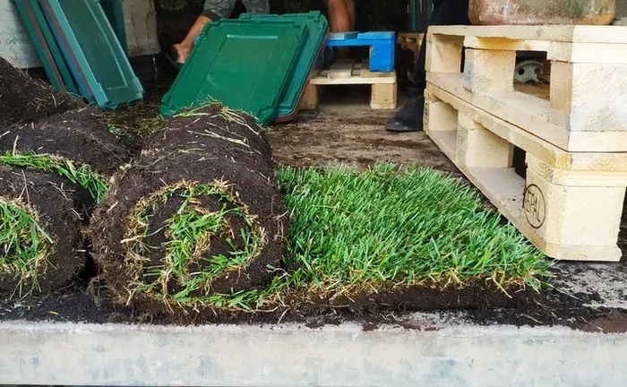 Рулонний газон від виробника. Трава в рулонах. Монтаж демонтаж газону 110 грн. Рулонний газон від виробника. Трава в рулонах. Монтаж демонтаж газону 110 грн.