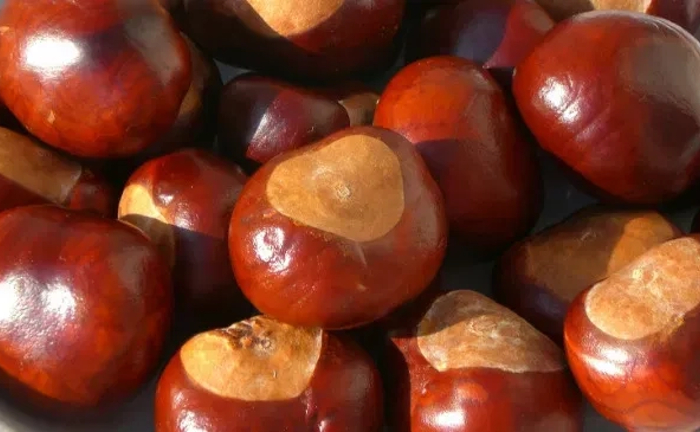 Приймаємо каштани Приймаємо каштани