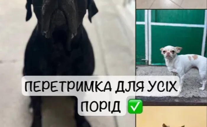 Перетримка Передержка для собак Перетримка Передержка для собак