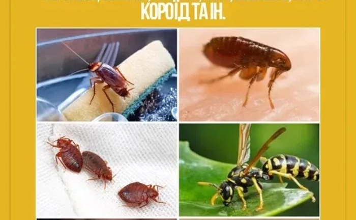 Таргани, клопи, оси, блохи, миші ін? Швидкий виїзд| Знищення шкідників Таргани, клопи, оси, блохи, миші ін? Швидкий виїзд| Знищення шкідників