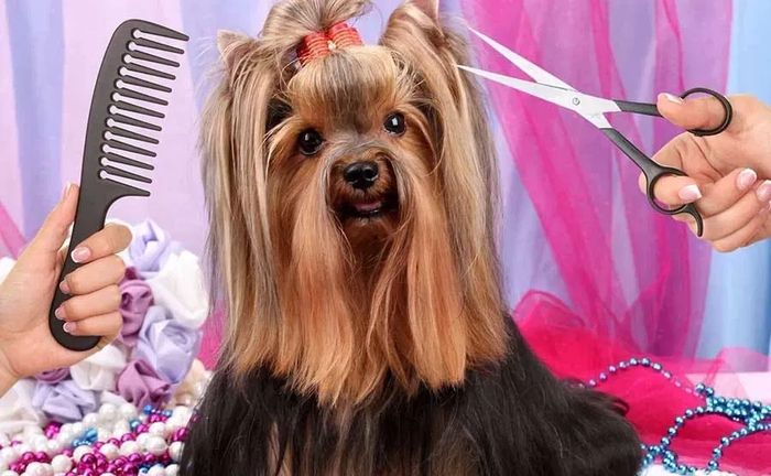 Курси грумінгу. Навчання грумінгу . Стрижки собак, котів Курси грумінгу. Навчання грумінгу . Стрижки собак, котів