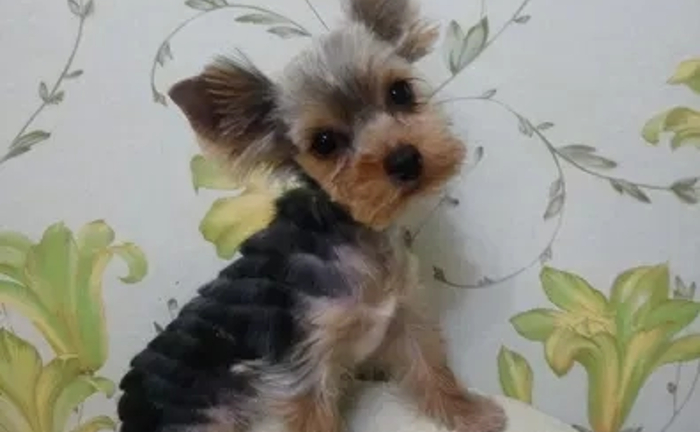 Професійна Стрижка Собак, Котів та Інших Тварин. Комфортний Грумінг Професійна Стрижка Собак, Котів та Інших Тварин. Комфортний Грумінг