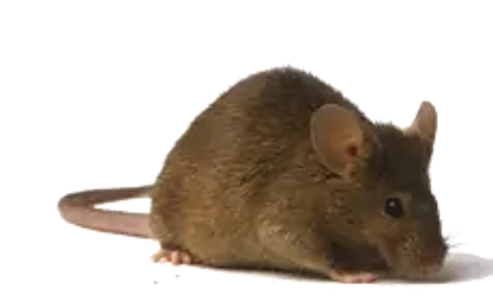 Боротьба з гризунами Боротьба з гризунами