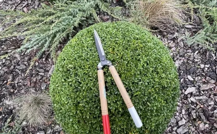 Стрижка туй, живоплотів, кущів та обрізка дерев професійно Стрижка туй, живоплотів, кущів та обрізка дерев професійно