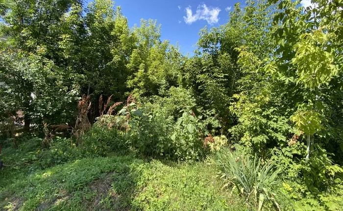 Розчищення ділянок від рослинності 10 грн.