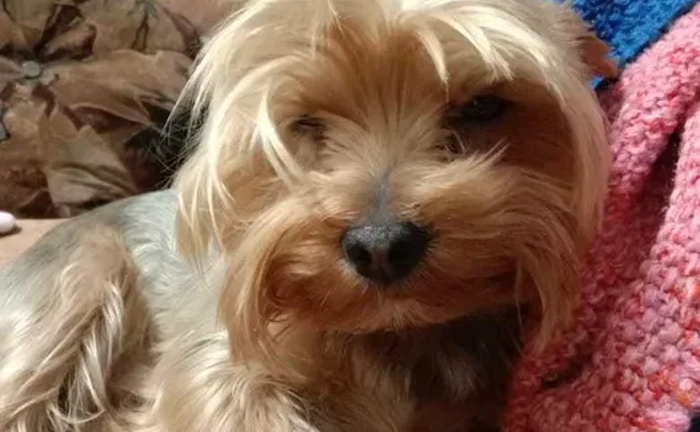 Йоркширтер'єр. Чистокровний Кобель готовий до вязки. Йоркширтер'єр. Чистокровний Кобель готовий до вязки.