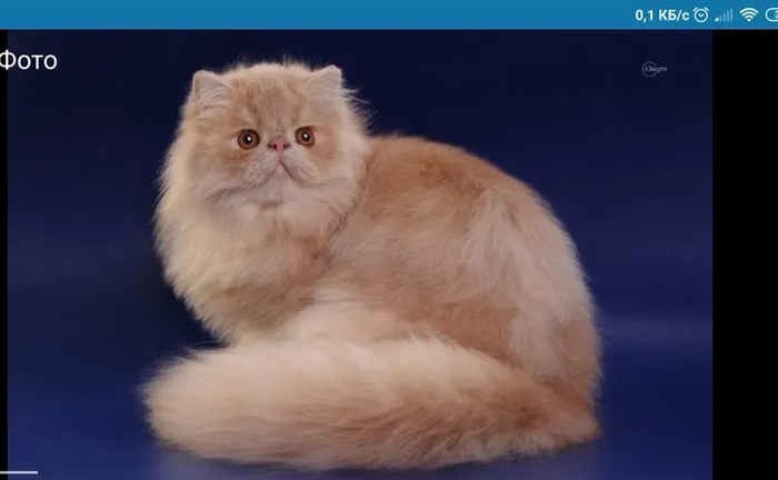 Перс для вязки. Очень хороший характер.