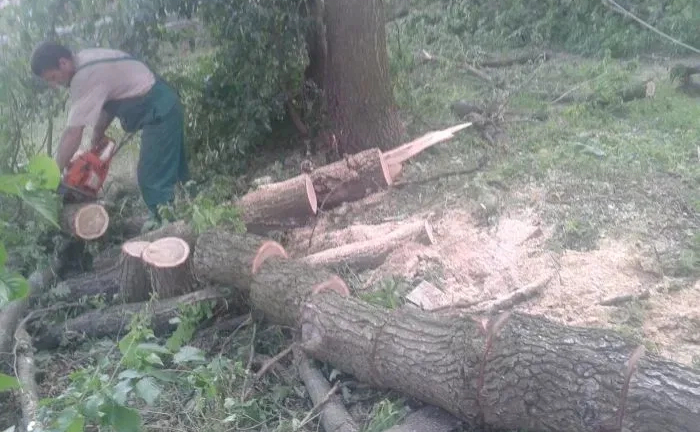 Зрізання дерев, зачистка земельних паїв від чагарників, зріжем дерево Зрізання дерев, зачистка земельних паїв від чагарників, зріжем дерево