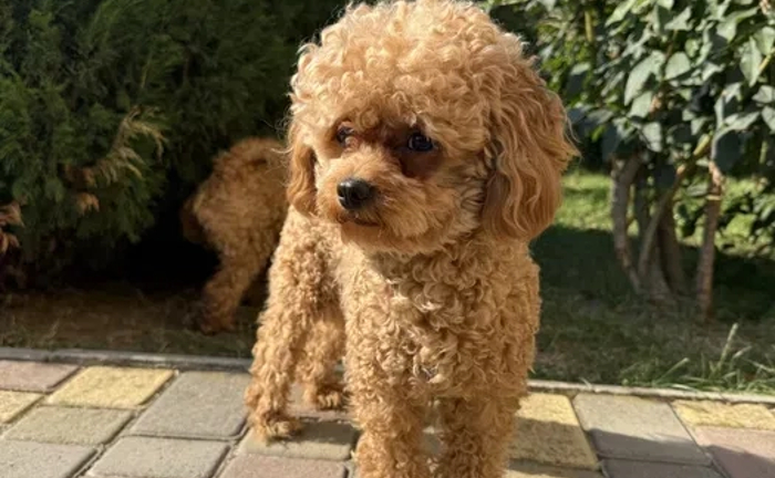 Maltipoo для в’язки Maltipoo для в’язки