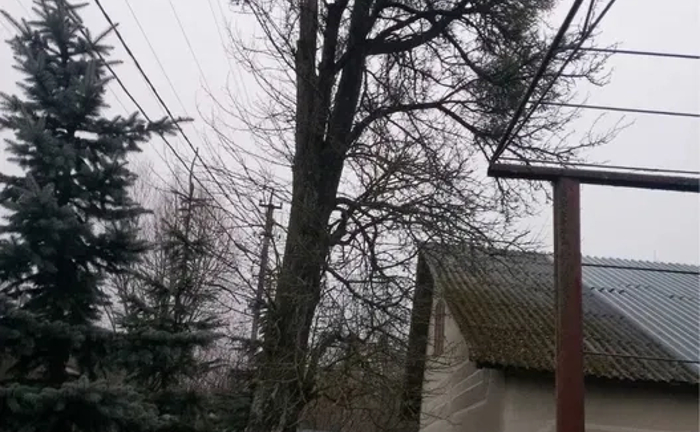 Професійне видалення дерев у Хмельницькій області ! Зрізання дерев.