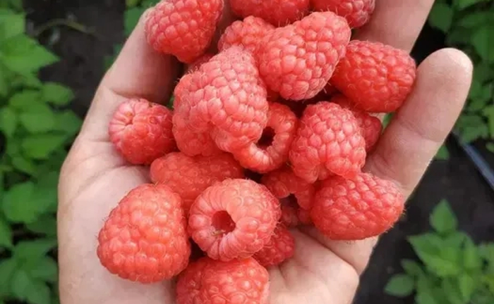 Закуповуємо малину на заморозку: працюємо щодня, розрахунок на місці!