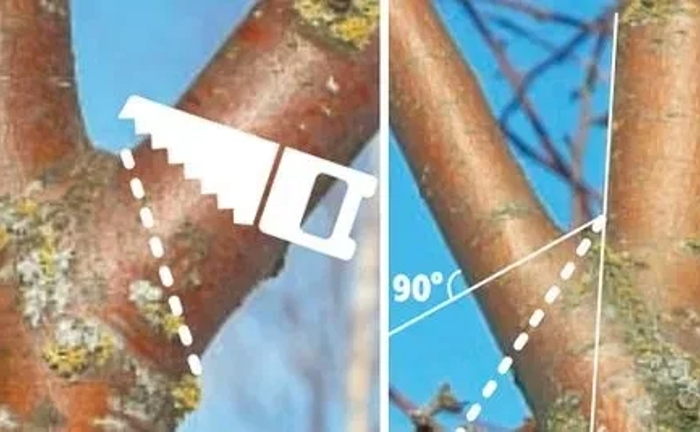 Якісне обрізання та видалення дерев у Києві, виїзд безкоштовний!