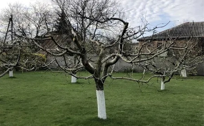 Якісна обрізка саду, плодових і декоративних дерев