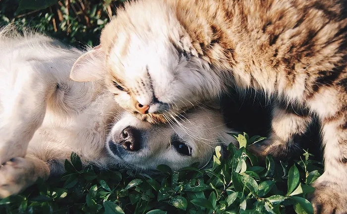 Перетримка тварин, зоосадочок, зооняня у Львові. Квартирна перетримка. Перетримка тварин, зоосадочок, зооняня у Львові. Квартирна перетримка.