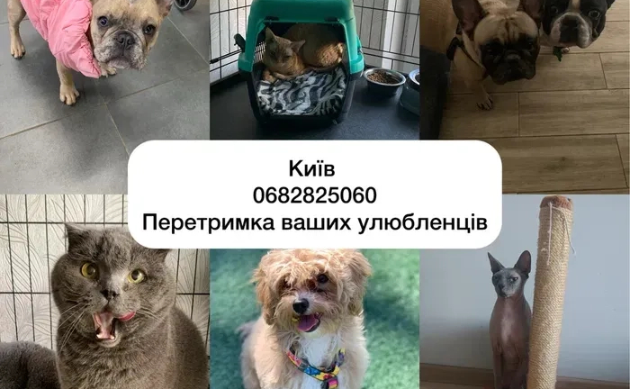 Перетримка цілодобово від 75 грн коти, собаки, гризуні