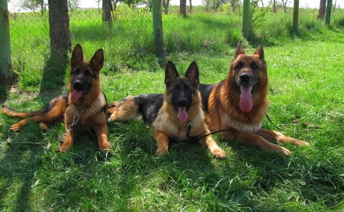 Дресирування. Індивідуальні заняття. Дресирування. Індивідуальні заняття.